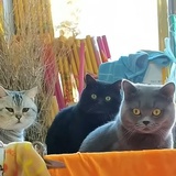 ✨冬日戀歌❀