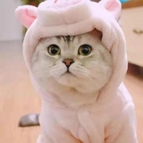 呀吼