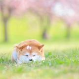 啦啦啊啦啦啦