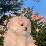 小同