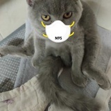 家有两只猫