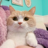 喵～