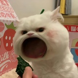 哦豁