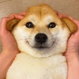 璐宽粉
