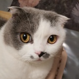 大猫咪的小伙伴
