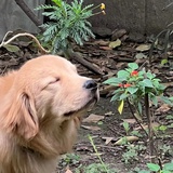 鹓雏