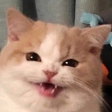 呼噜呼噜
