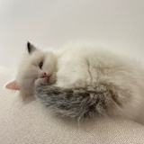 小夏啊