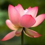 龙井阿茶