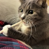 要健康🐱