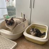 小七和奥利奥