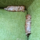 小十七