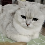 默蜇Nok