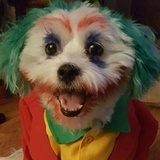joker dog