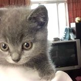 黑猫警长