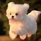 今天也想飞高高