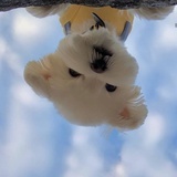 不吃鱼的折耳猫