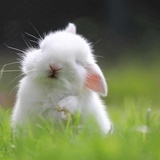 兔兔懵懵