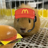 prprpr