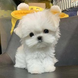 来一杯奶茶