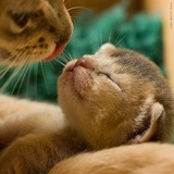 猫