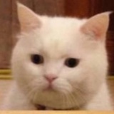 黑眼圈猫猫头