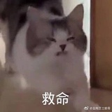 稻香村机智大鹅