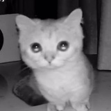 喜欢小猫