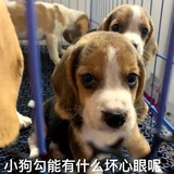 犬奇inuki