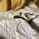 天冬草