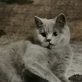 让开 猫咪来了