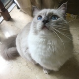 甘乐