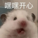小雏菊