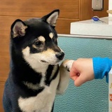 六扇门绝代狂花