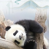 爱打滚的黑白配