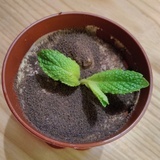 豆兜