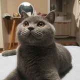 小咕噜