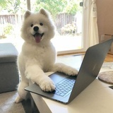 小狗饲养员