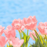 小葵花