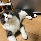 AL