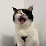 Kleine