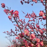 樱桃小丸子
