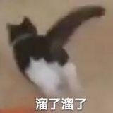 礼部尚猪