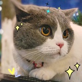 桃白白