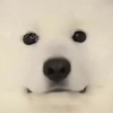 mimi