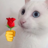老实美女