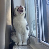 猫可儿