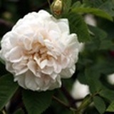 ZAHRA飒赫拉