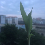 你是四月天🌺