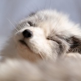 狐狸呀狐狸